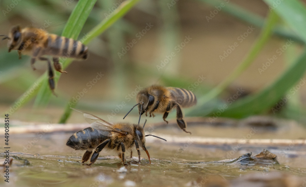 honey bees, Apis mellifera close up drinking water from a honey bees, Apis mellifera close up drinking water from a