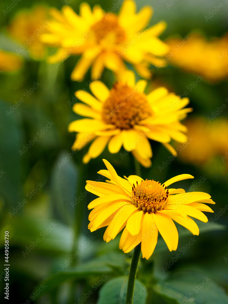 three yellow echinacea buds on the side with green leaves in the garden . medicinal herbs used in medicine immunity. yellow flowers three yellow echinacea buds on the side with green leaves in the garden . medicinal herbs used in medicine immunity. yellow flowers