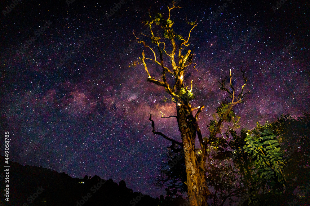 Árbol de la vía láctea Árbol de la vía láctea