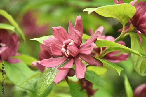 Echter Gewürzstrauch - Nelkenpfeffer- Calycanthus floridus
