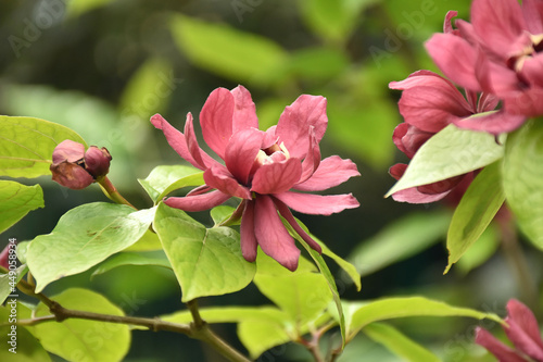 Echter Gewürzstrauch - Calycanthus floridus