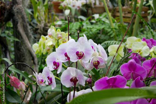 Colorful orchid flowers in the summer garden.