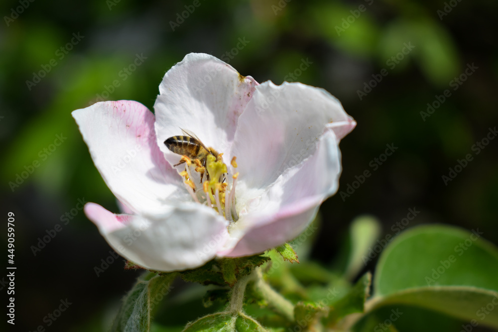 Obraz premium A bee collects pollen from an apple blossom in a macro shot