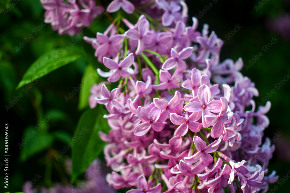 Blooming pink lilac bush bud