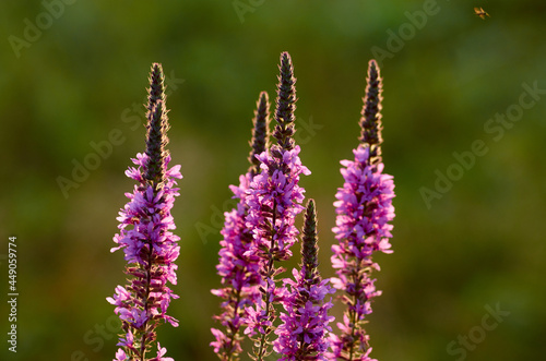 The real lavender or narrow-leaved lavender in the evening