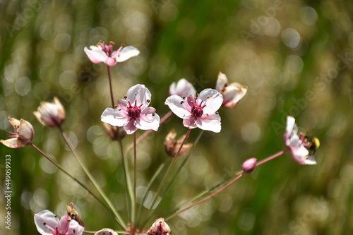 Schwanenblume - Butomus umbellatus