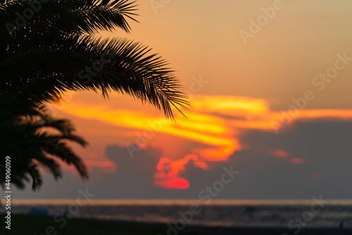 Golden sunset with palm leaves, Batumi