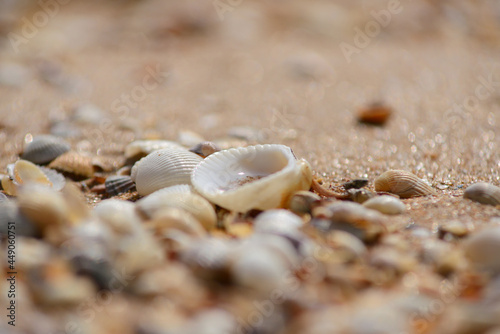 wet seashells by the sea © Photobank