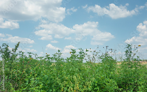 Bild auf Leinwand bushy overgrowth vegetation in the daytime field
