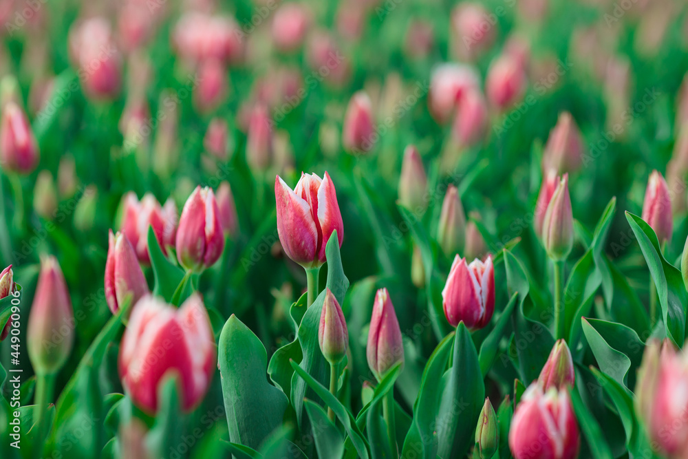 Fototapeta premium Spring background with pink tulips flowers. beautiful blossom tulips field. spring time. banner, copy space