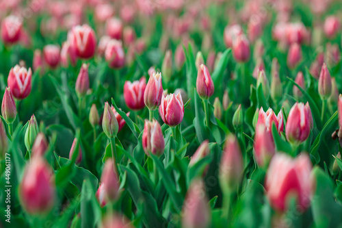 Obraz na płótnie Spring background with pink tulips flowers. beautiful blossom tulips field. spring time. banner, copy space w salonie