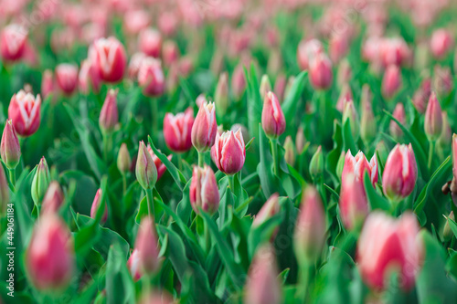 Obraz na płótnie Spring background with pink tulips flowers. beautiful blossom tulips field. spring time. banner, copy space w salonie