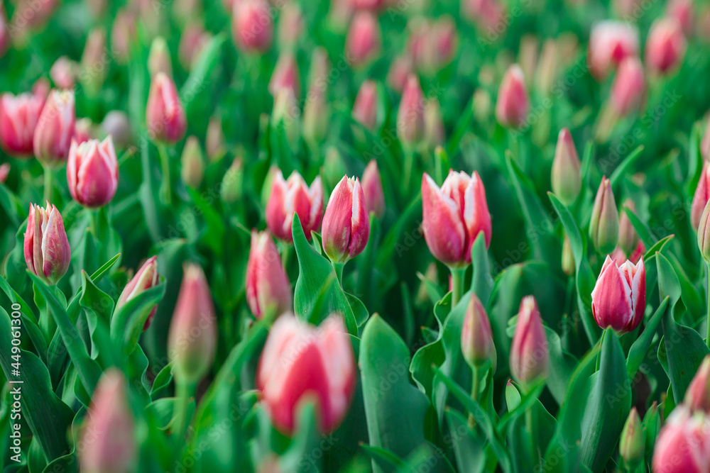 Spring background with pink tulips flowers. beautiful blossom tulips field. spring time. banner, copy space