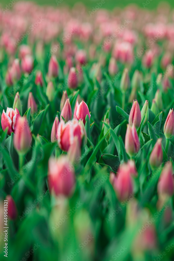 Spring background with pink tulips flowers. beautiful blossom tulips field. spring time. banner, copy space