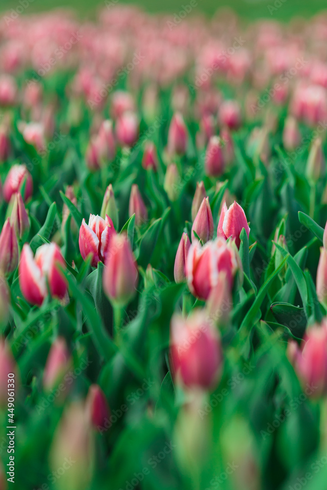 Spring background with pink tulips flowers. beautiful blossom tulips field. spring time. banner, copy space