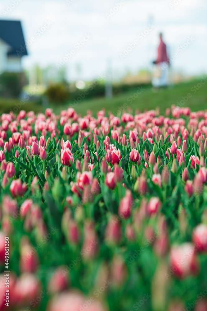 Spring background with pink tulips flowers. beautiful blossom tulips field. spring time. banner, copy space