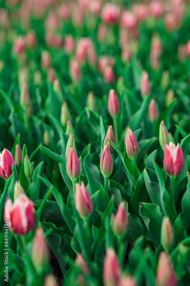 Spring background with pink tulips flowers. beautiful blossom tulips field. spring time. banner, copy space