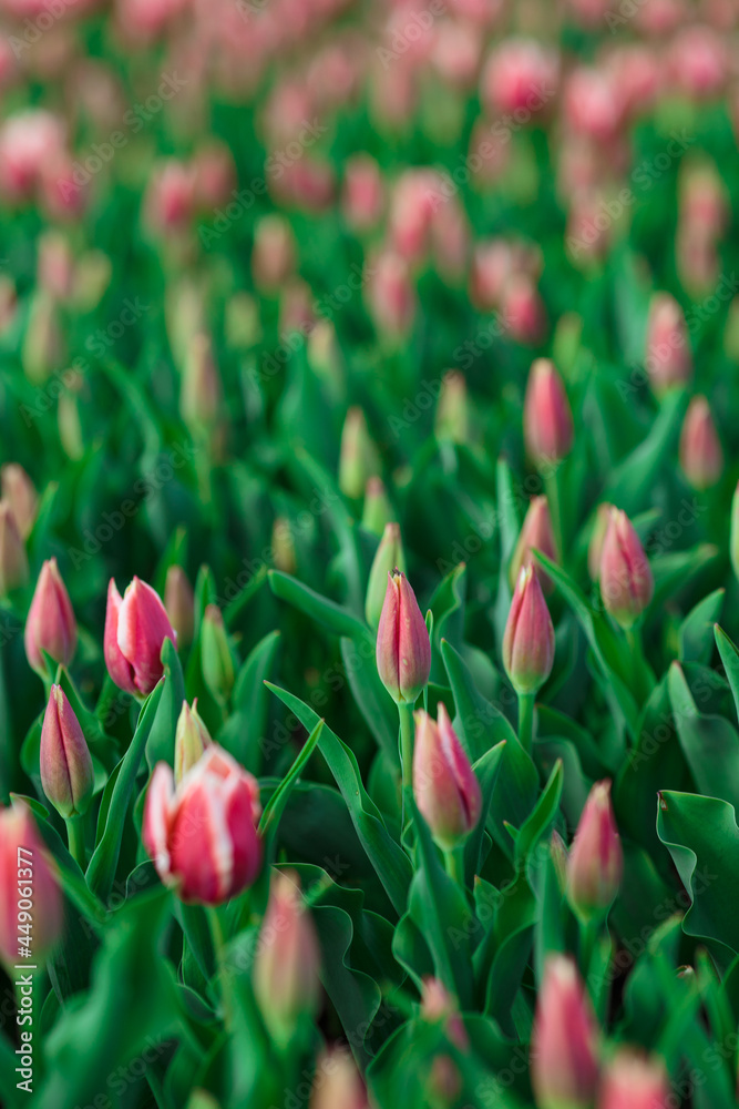 Spring background with pink tulips flowers. beautiful blossom tulips field. spring time. banner, copy space