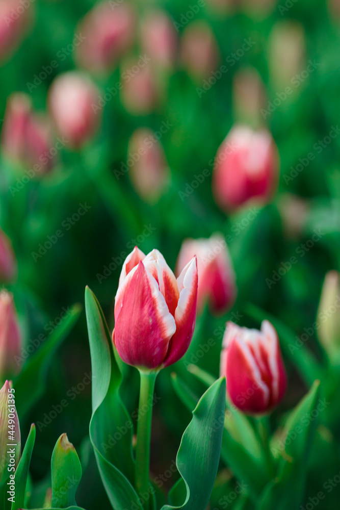 Spring background with pink tulips flowers. beautiful blossom tulips field. spring time. banner, copy space