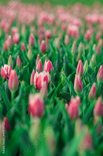 Obraz na płótnie Spring background with pink tulips flowers. beautiful blossom tulips field. spring time. banner, copy space w salonie