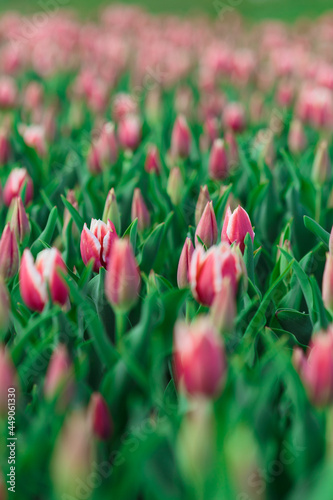Obraz na płótnie Spring background with pink tulips flowers. beautiful blossom tulips field. spring time. banner, copy space w salonie