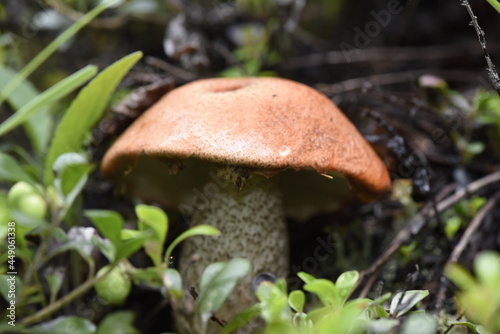 Fungus of Glacier National Forest