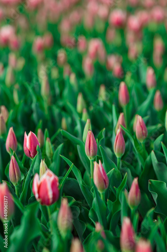 Obraz na płótnie Spring background with pink tulips flowers. beautiful blossom tulips field. spring time. banner, copy space w salonie