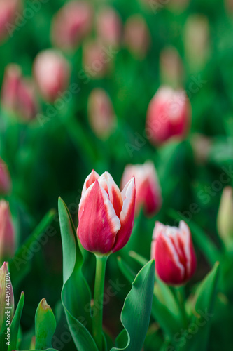 Obraz na płótnie Spring background with pink tulips flowers. beautiful blossom tulips field. spring time. banner, copy space w salonie