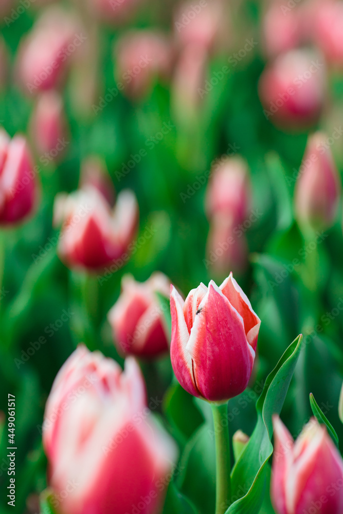 Spring background with pink tulips flowers. beautiful blossom tulips field. spring time. banner, copy space