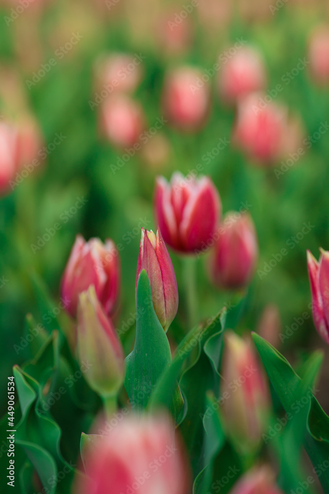 Spring background with pink tulips flowers. beautiful blossom tulips field. spring time. banner, copy space