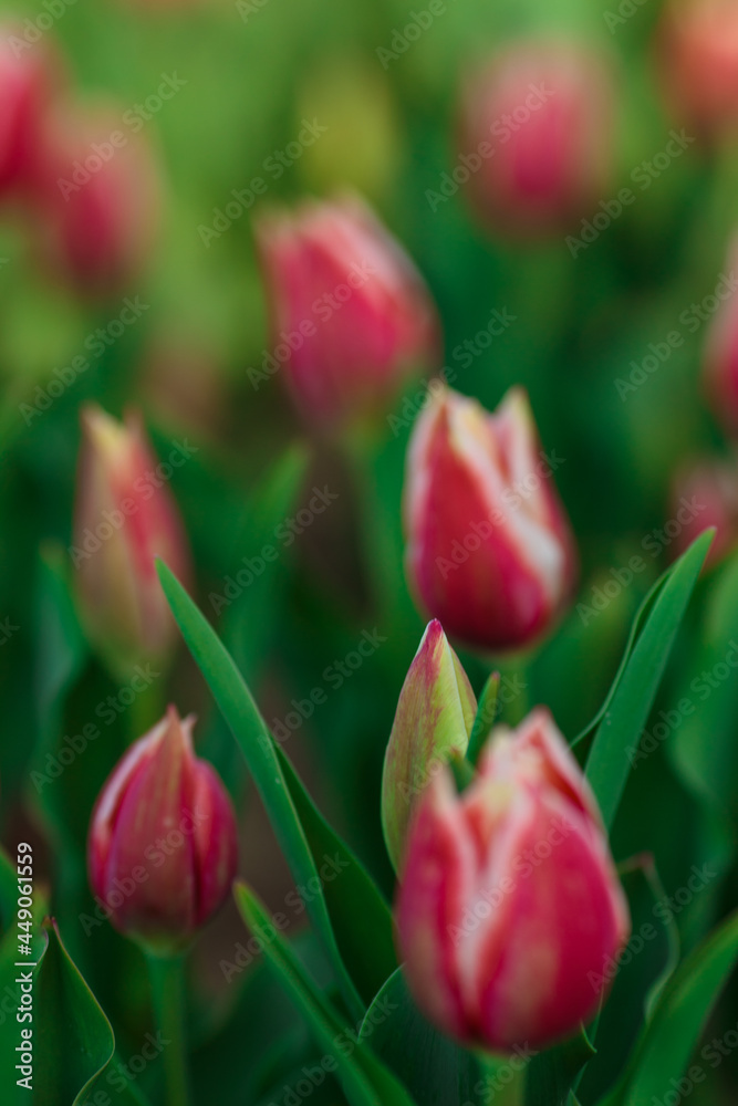 Spring background with pink tulips flowers. beautiful blossom tulips field. spring time. banner, copy space
