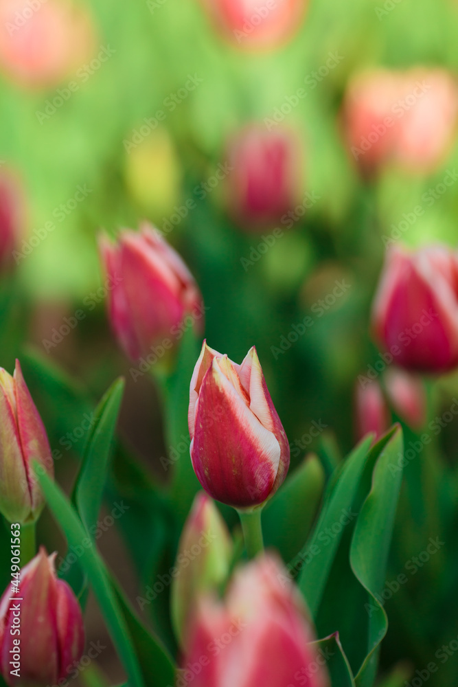 Spring background with pink tulips flowers. beautiful blossom tulips field. spring time. banner, copy space