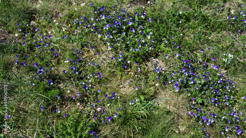 Wild flowers, Suva Planina (The dry mountain), Serbia