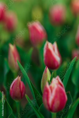 Obraz na płótnie Spring background with pink tulips flowers. beautiful blossom tulips field. spring time. banner, copy space w salonie