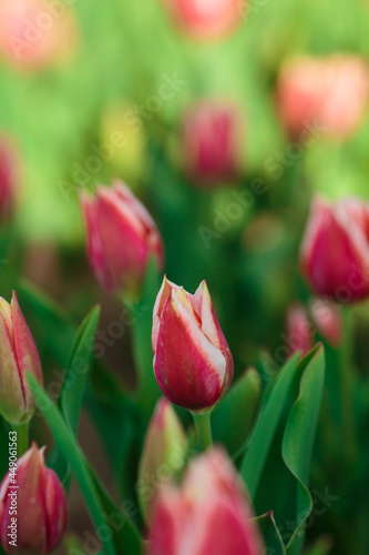 Obraz na płótnie Spring background with pink tulips flowers. beautiful blossom tulips field. spring time. banner, copy space w salonie