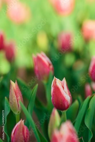 Spring background with pink tulips flowers. beautiful blossom tulips field. spring time. banner, copy space