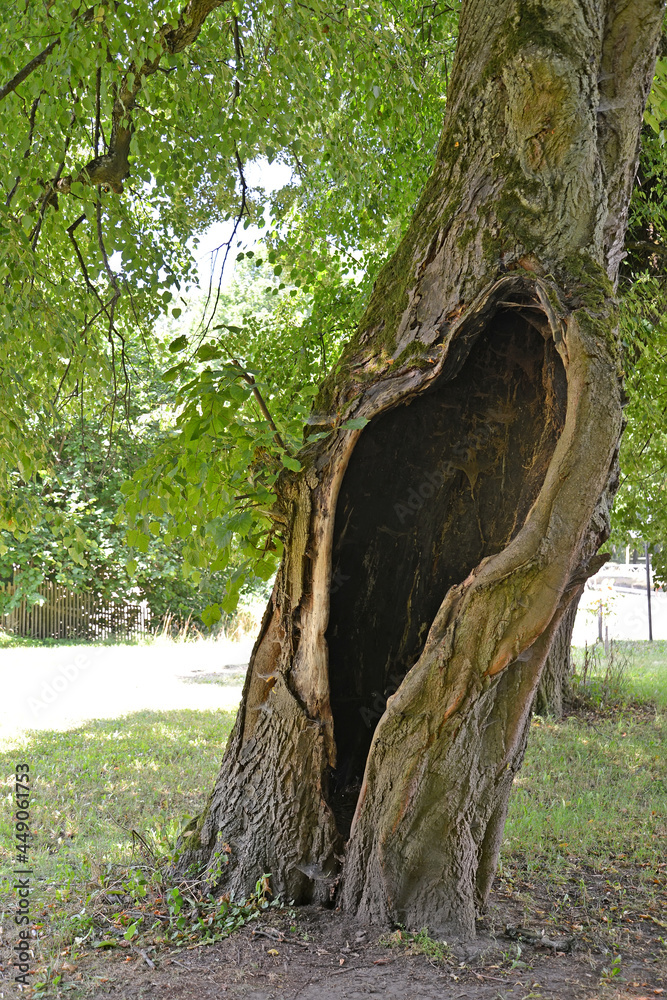 Large hollow in the trunk of an old linden