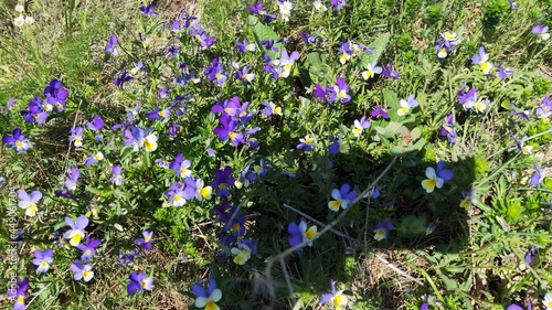 Wild flowers, Suva Planina (The dry mountain), Serbia