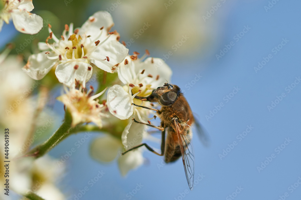 insect sucking nectar on a white flower and blue blur bokeh background insect sucking nectar on a white flower and blue blur bokeh background