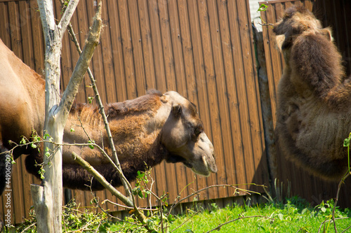 Wild camel in the summertime.