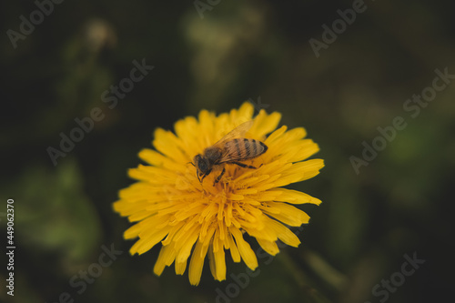 foto macro di ape su fiore, dente di leone giallo