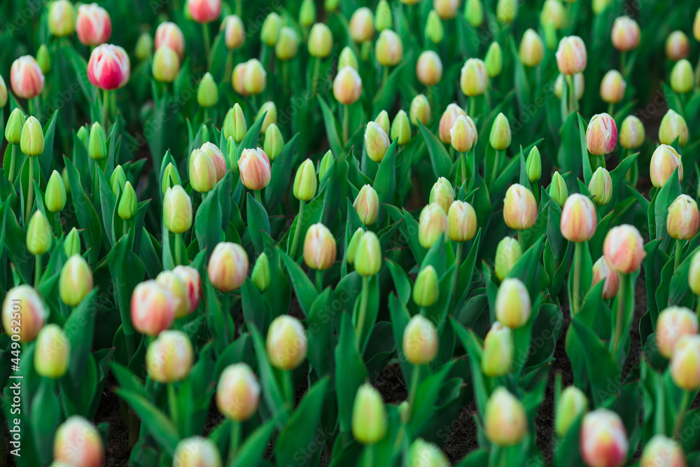 Spring background with yellow tulips flowers. beautiful blossom tulips field. spring time. banner, copy space