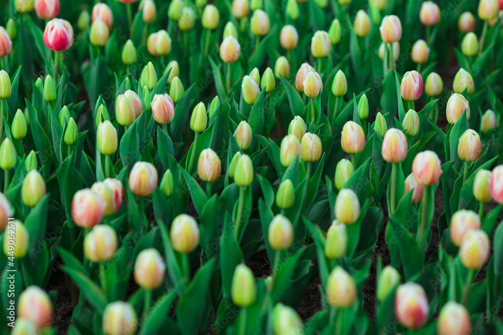 Spring background with yellow tulips flowers. beautiful blossom tulips field. spring time. banner, copy space