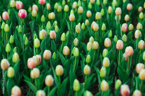 Obraz na płótnie Spring background with yellow tulips flowers. beautiful blossom tulips field. spring time. banner, copy space w salonie