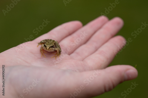 frog on hand © scott