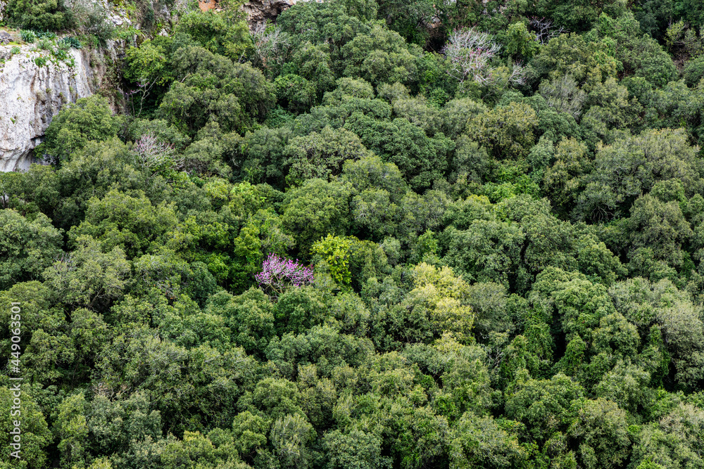 green forest from above with one pink tree