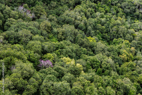 green forest from above with one pink tree
