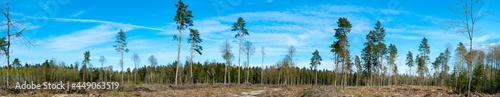 panoramic photo of a large clearing with a cut-down forest against a beautiful blue sky and clouds. Deforestation causes a harm to the environment and ecology. The forest is the lungs of the planet.
