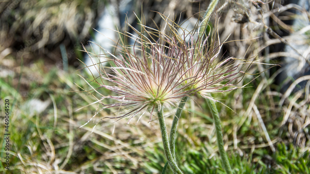 Wild flower, Suva Planina (The dry mountain), Serbia Wild flower, Suva Planina (The dry mountain), Serbia