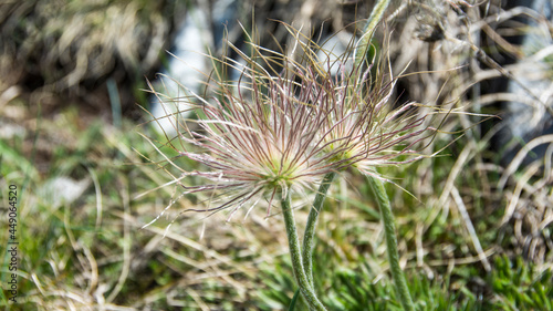 Wild flower, Suva Planina (The dry mountain), Serbia